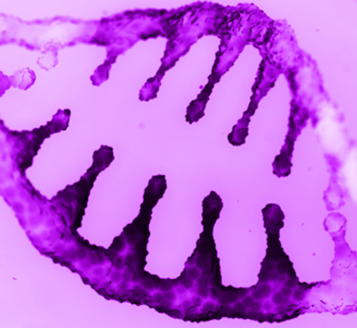 Image of a human genome representing the gene therapy industry